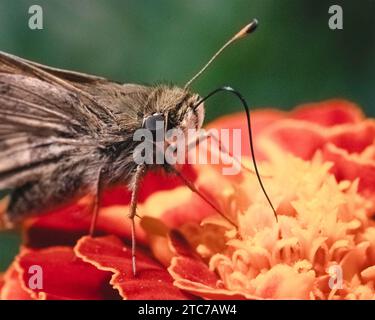 Äußerste Nahaufnahme eines braunen und braunen Skipper Butterfly mit seiner langen Proboscis-Zunge, um Nektar von einer orangen Ringelblume zu gewinnen. New York USA Stockfoto
