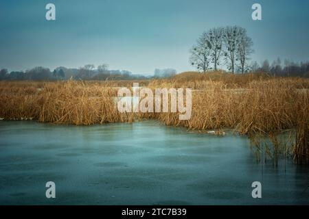 Gefrorener See mit Schilf und Bäumen am Horizont, Dezembertag, Ostpolen Stockfoto