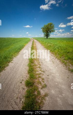 Unbefestigter Weg durch grüne Felder und einsamer Baum am Horizont, ein sonniger Maitag in Ostpolen, vertikale Fotografie Stockfoto