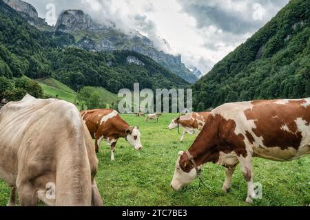 Kuhherde auf Weide und schweizer alpen im Sommer im Seealpsee bei Appenzell Stockfoto