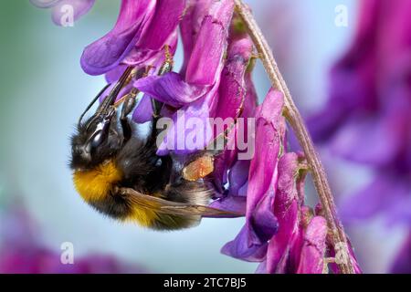 Gartenhummel (Bombus hortorum) mit Proboscis und Pollenkorb auf einer haarigen Wicke Stockfoto