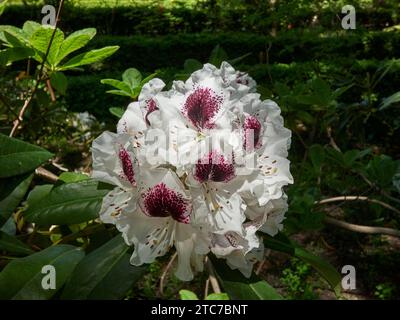 Eine wunderschöne Ansammlung weißer Irisblumen in einem Garten Stockfoto