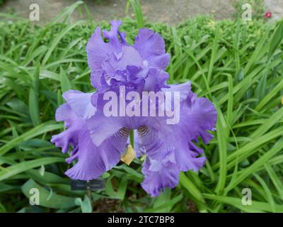 Eine Nahaufnahme einer blauen bärtigen Iris in einem grünen Garten Stockfoto