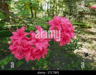 Blühende Rhododendronblumen in einem Garten Stockfoto