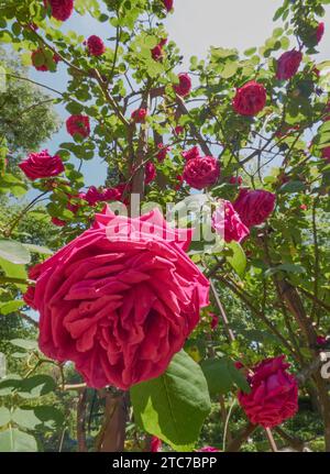 Ein Rosenstrauch mit leuchtenden Blumen in einem Garten Stockfoto
