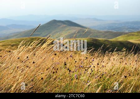 Eine malerische Landschaft des Berges Zlatibor in Serbien, umgeben von Bäumen im Hintergrund Stockfoto