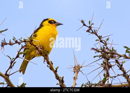 Der Baglafecht-Weber (Ploceus baglafecht) ist eine Art von Webervogel aus der Familie der Ploceidae, die in Ost- und Zentralafrika vorkommt Stockfoto