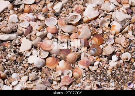 Schalen von bittersüßen Venusmuscheln (Glycymeris nummaria). Während ihre braun-weißen Muscheln sehr verbreitet und vertraut sind, leben Muscheln dieser Art Stockfoto