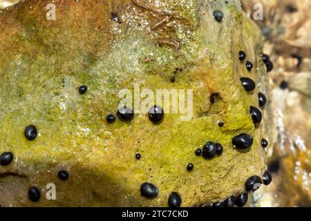 Theodoxus jordani ist eine Süßwasserschnecke mit einem Operculum, einer Wasserschnecke aus der Familie Neritidae, den Nerites. Fotografiert Stockfoto