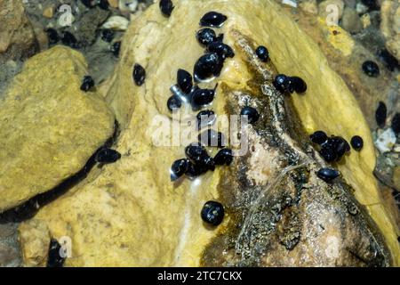 Theodoxus jordani ist eine Süßwasserschnecke mit einem Operculum, einer Wasserschnecke aus der Familie Neritidae, den Nerites. Fotografiert Stockfoto