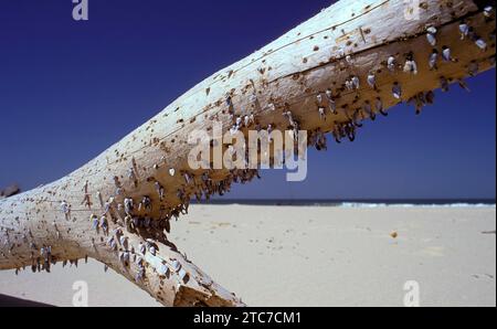 Gänsebarnacles (Lepas sp.) Auf einem abgespülten Baumstamm. Diese Meereskrebstiere haften sich als Erwachsene an einem Gestein oder einem anderen Substrat. Die vordere PA Stockfoto