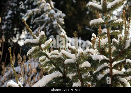 Tannenzweige, die im Winter mit weißem Schnee bedeckt sind. Ein Nahaufnahme-Foto. Der Schnee glitzert im Sonnenlicht. Stockfoto