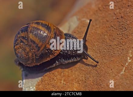 Schneckenpaarung (Helix engaddensis). Helix engaddensis ist eine Schneckenart in der Levante, sowohl im Mittelmeer-, Wüsten- als auch im Bergklima. It Stockfoto