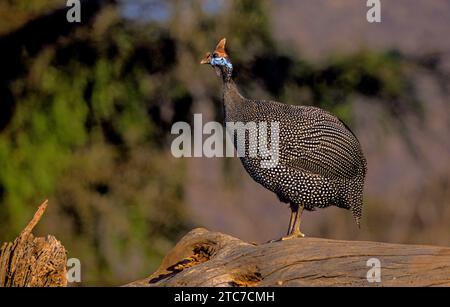 Behelmte guineafowl (Numida meleagris) Wandern im Gras. Seinen ursprünglichen Lebensraum war Savannah, offene Wälder und felsige Regionen in Afrika südlich der Sahara, aber Stockfoto