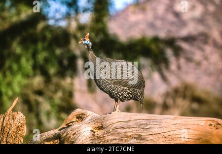 Behelmte guineafowl (Numida meleagris) Wandern im Gras. Seinen ursprünglichen Lebensraum war Savannah, offene Wälder und felsige Regionen in Afrika südlich der Sahara, aber Stockfoto