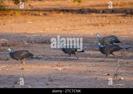 Behelmte guineafowl (Numida meleagris) Wandern im Gras. Seinen ursprünglichen Lebensraum war Savannah, offene Wälder und felsige Regionen in Afrika südlich der Sahara, aber Stockfoto