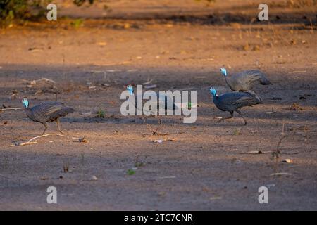 Behelmte guineafowl (Numida meleagris) Wandern im Gras. Seinen ursprünglichen Lebensraum war Savannah, offene Wälder und felsige Regionen in Afrika südlich der Sahara, aber Stockfoto