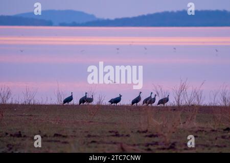 Behelmte guineafowl (Numida meleagris) Wandern im Gras. Seinen ursprünglichen Lebensraum war Savannah, offene Wälder und felsige Regionen in Afrika südlich der Sahara, aber Stockfoto