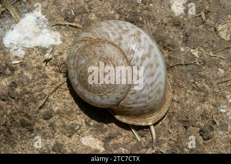 Land-Schnecke Stockfoto