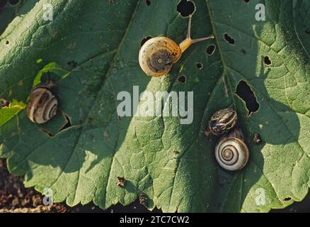 Monacha syriaca ist eine Art der Landschnecke, einer Landschnecke aus der Familie der Hygromiidae. Die Art kommt im Mittelmeerraum vor. Stockfoto