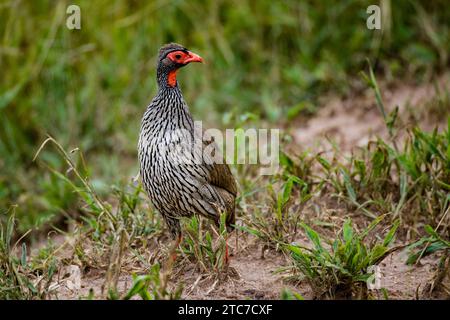 Der Rothals-Vogel oder Rothals-Francolin (Pternistis afer) ist ein Gamebird aus der Fasanenfamilie Phasianidae, die eine lebende Art in Sout ist Stockfoto