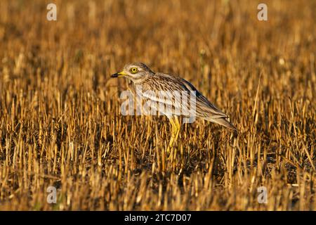 Stein curlew (Burhinus oedicnemus) auf dem Boden. Dieses waten Vogel ist in trockenen, offenen Buschland von Europa, Nordafrika und Westasien. Es Stockfoto