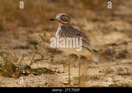 Stein curlew (Burhinus oedicnemus) auf dem Boden. Dieses waten Vogel ist in trockenen, offenen Buschland von Europa, Nordafrika und Westasien. Es Stockfoto