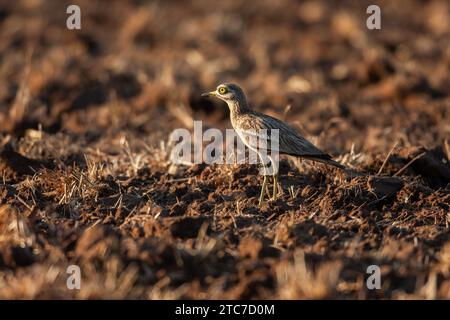 Stein curlew (Burhinus oedicnemus) auf dem Boden. Dieses waten Vogel ist in trockenen, offenen Buschland von Europa, Nordafrika und Westasien. Es Stockfoto