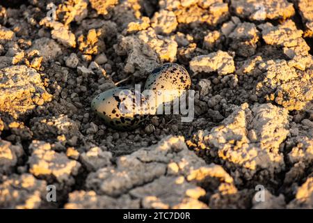 Zwei Eier in einem Steinbruchnest eines Steinbruchs (Burhinus oedicnemus) auf dem Boden. Dieser Watvogel findet sich in trockenen, offenen Skrublands Europas, n Stockfoto