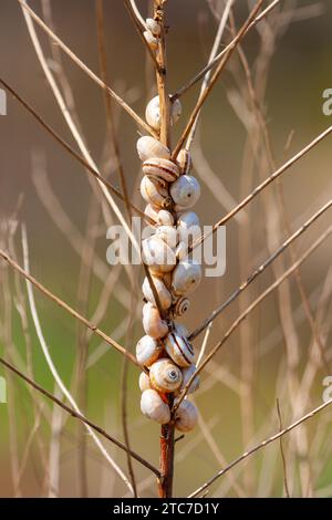 Landschnecken oder Sandschnecken (Theba pisana), die sich während der Trockenzeit auf der Vegetation ansammeln, um warme Bodentemperaturen zu vermeiden; Stockfoto