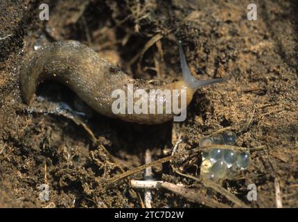 Limacus flavus, auch bekannt als Kellerschnecke, gelbe Schnecke oder gelbbraune Gartenschnecke, ist eine mittlere bis große Art von luftatmenden Landschnecke, Stockfoto