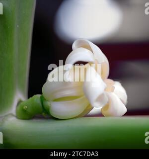 Nahaufnahme einer weiblichen Blüte eines Papaya-Baumes (Carica Papaya) Stockfoto