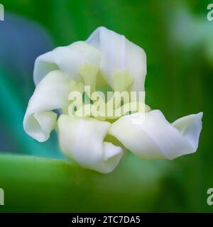 Nahaufnahme einer weiblichen Blüte eines Papaya-Baumes (Carica Papaya) Stockfoto