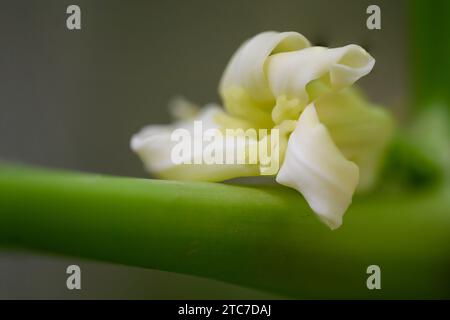 Nahaufnahme einer weiblichen Blüte eines Papaya-Baumes (Carica Papaya) Stockfoto