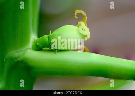 Unreife Früchte entwickeln sich an einem jungen Papaya-Baum (Carica Papaya) Stockfoto