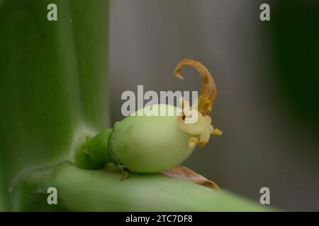 Unreife Früchte entwickeln sich an einem jungen Papaya-Baum (Carica Papaya) Stockfoto