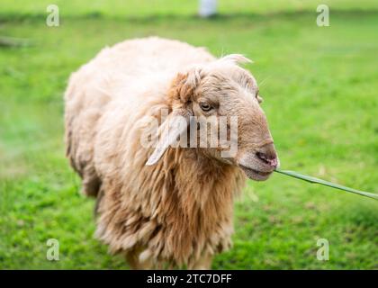 Ein junges Schaf isst Gras auf grünem Hügel auf der Weide auf dem Land Stockfoto