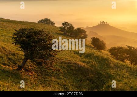 Goldener Sommermorgen am Colmer's Hill in der Nähe von Symondsbury, West Dorset, England. Sommer (Juni) 2023. Stockfoto