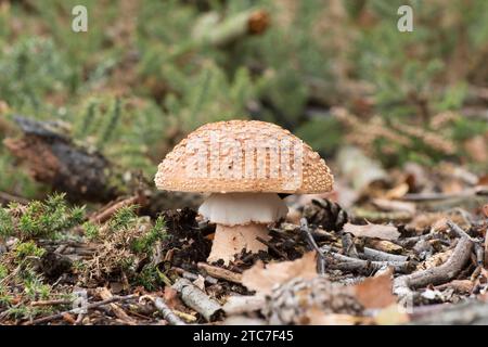 Amanita rubescens, die verschwommene Ansicht vom Boden mit Stiel, Rock, Ring und Kappe, Oktober, Großbritannien Stockfoto