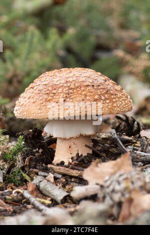 Amanita rubescens, die verschwommene Ansicht vom Boden mit Stiel, Rock, Ring und Kappe, Oktober, Großbritannien Stockfoto