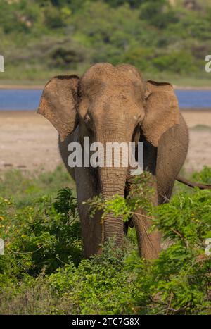 Ein asiatischer Elefant - fotografiert im Yala-Nationalpark auf Sri Lanka Stockfoto