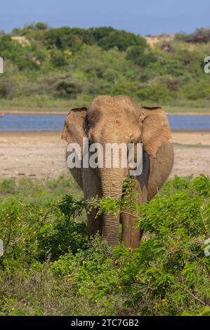 Ein asiatischer Elefant - fotografiert im Yala-Nationalpark auf Sri Lanka Stockfoto