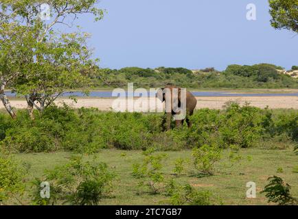 Ein asiatischer Elefant - fotografiert im Yala-Nationalpark auf Sri Lanka Stockfoto