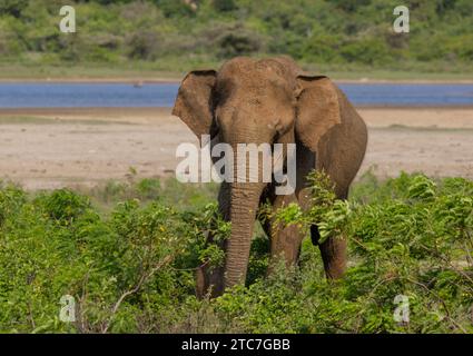 Ein asiatischer Elefant - fotografiert im Yala-Nationalpark auf Sri Lanka Stockfoto