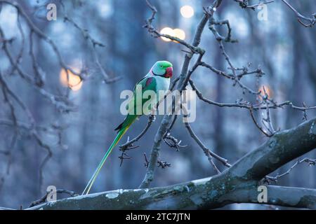 Alexandriner Sittich (Psittacula eupatria) sitzt abends in einem Baum am Rheinufer, Köln. Papageiensittiche mit Kragen und Alexan Stockfoto