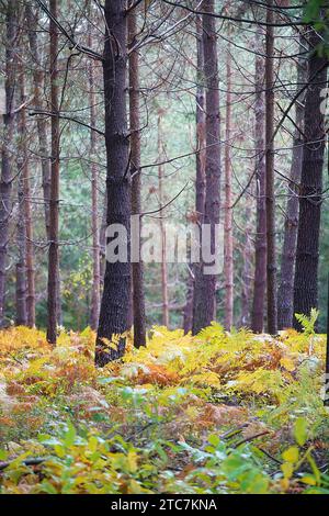 Wald im Herbst mit Herbstfarben Perigord National Forest Stockfoto