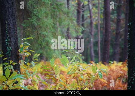 Wald im Herbst mit Herbstfarben Perigord National Forest Stockfoto