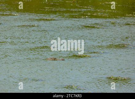 Ein Räuberkrokodil schwimmt im Wasserkörper des Yala-Nationalparks (Sri Lanka) Stockfoto
