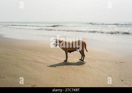 Streunende rote Hundestaunen am Sandstrand in der Nähe des Meeres oder Meeres Stockfoto