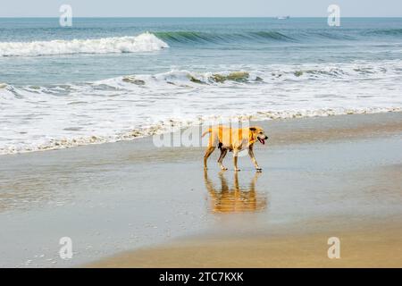 Streunende rote Hundestaunen am Sandstrand in der Nähe des Meeres oder Meeres Stockfoto